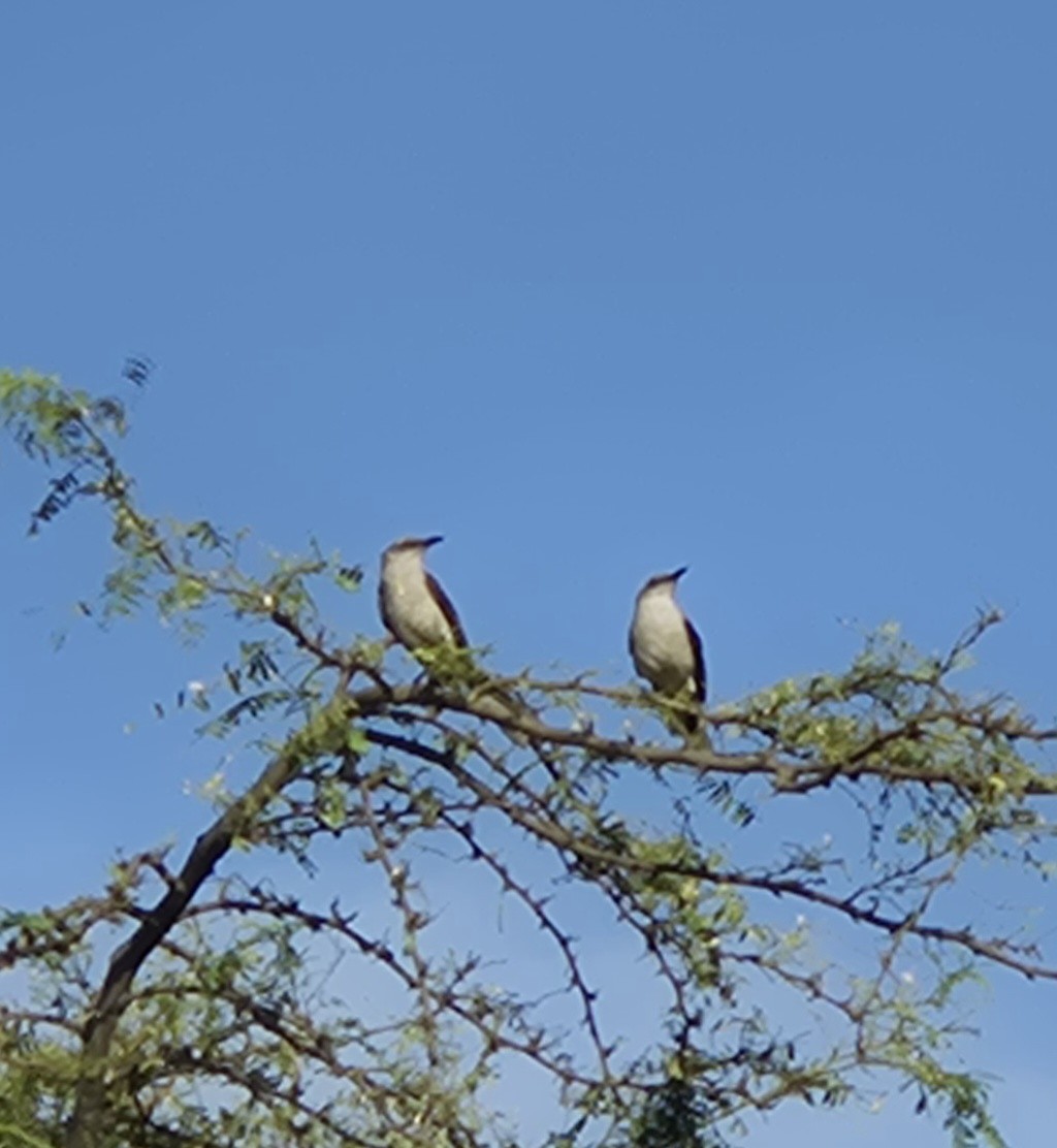 Tropical Mockingbird - ML639522624