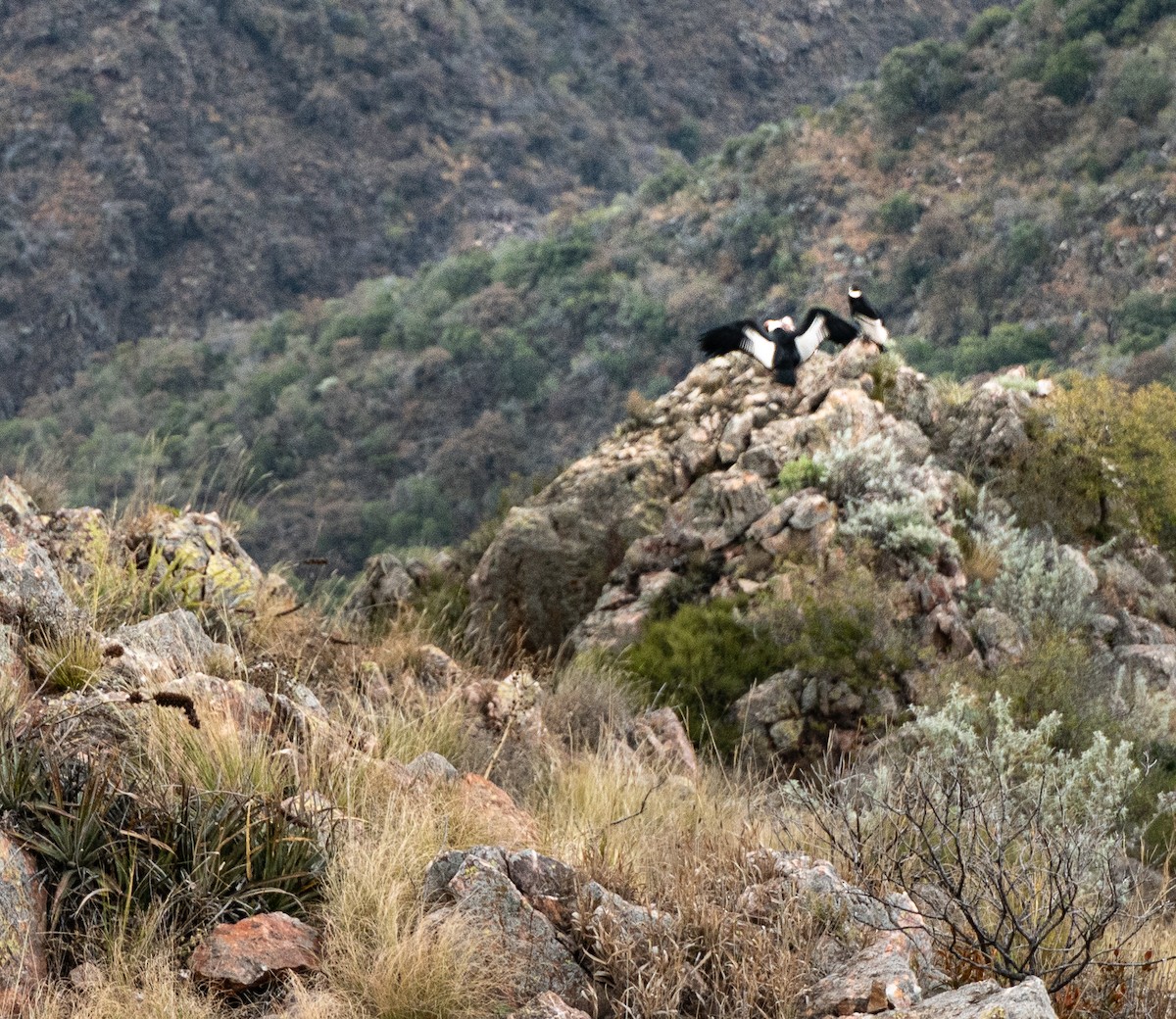Andean Condor - ML639522640