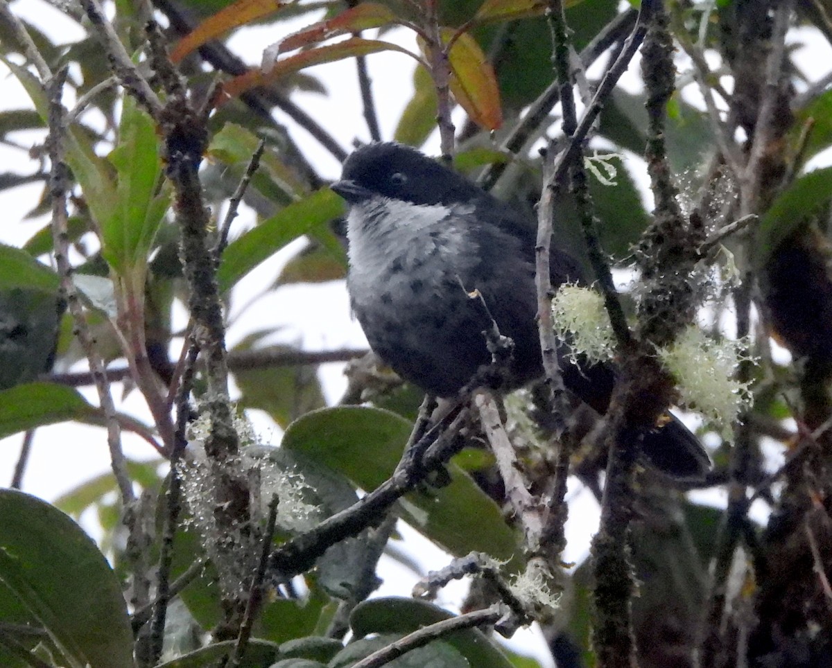 Black-backed Bush Tanager - ML639522644