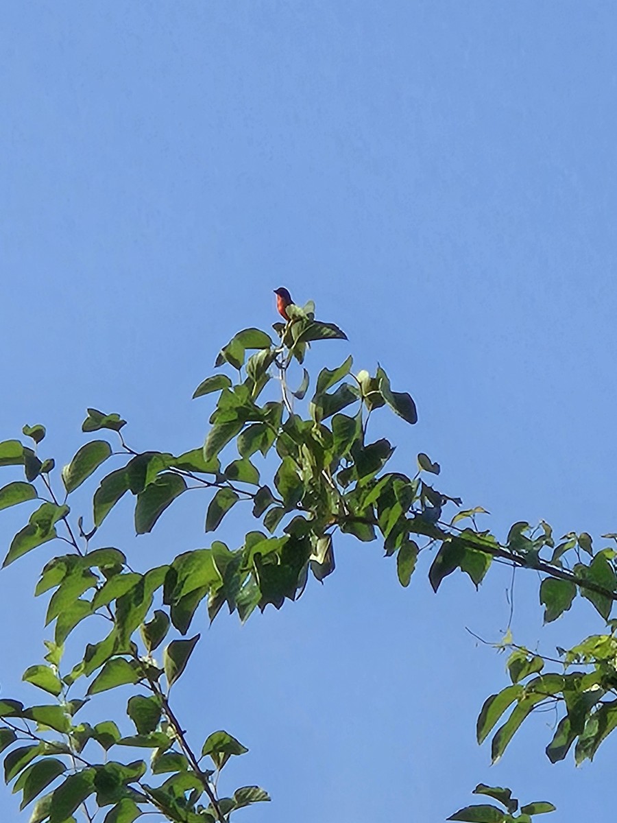 Painted Bunting - ML639522661