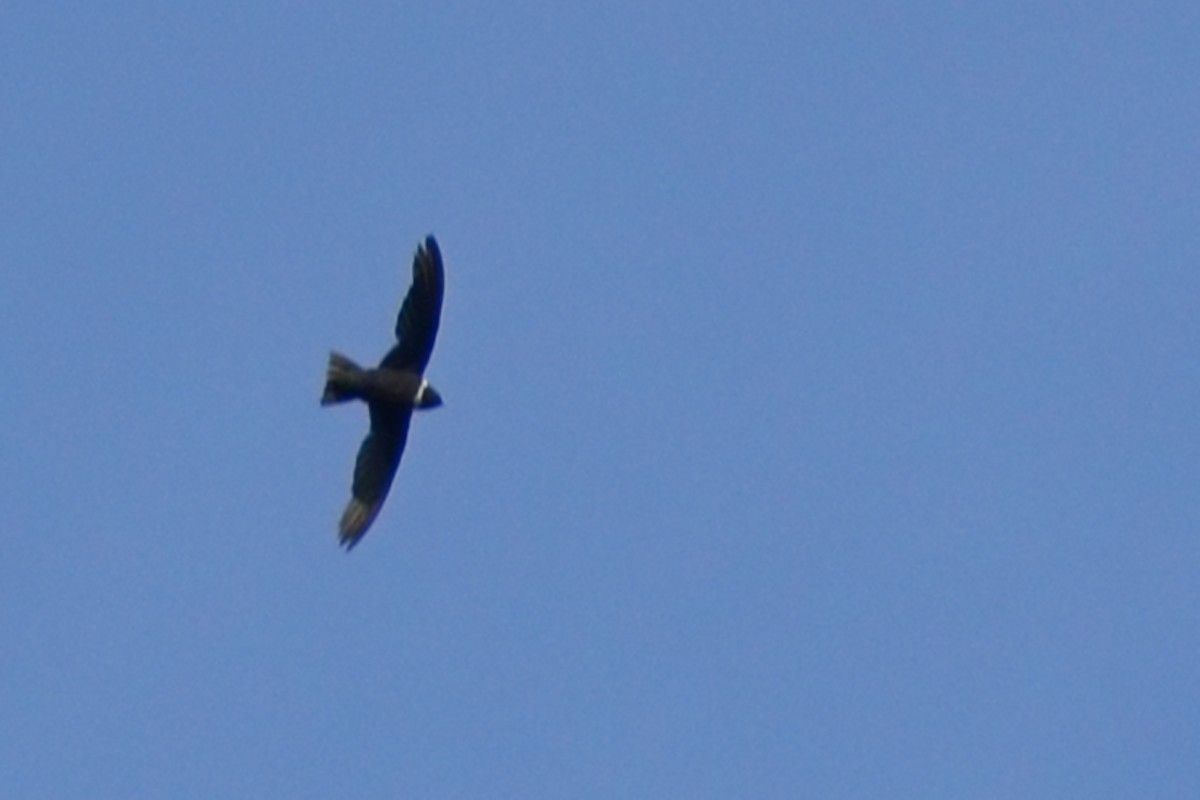 White-collared Swift - ML639522675