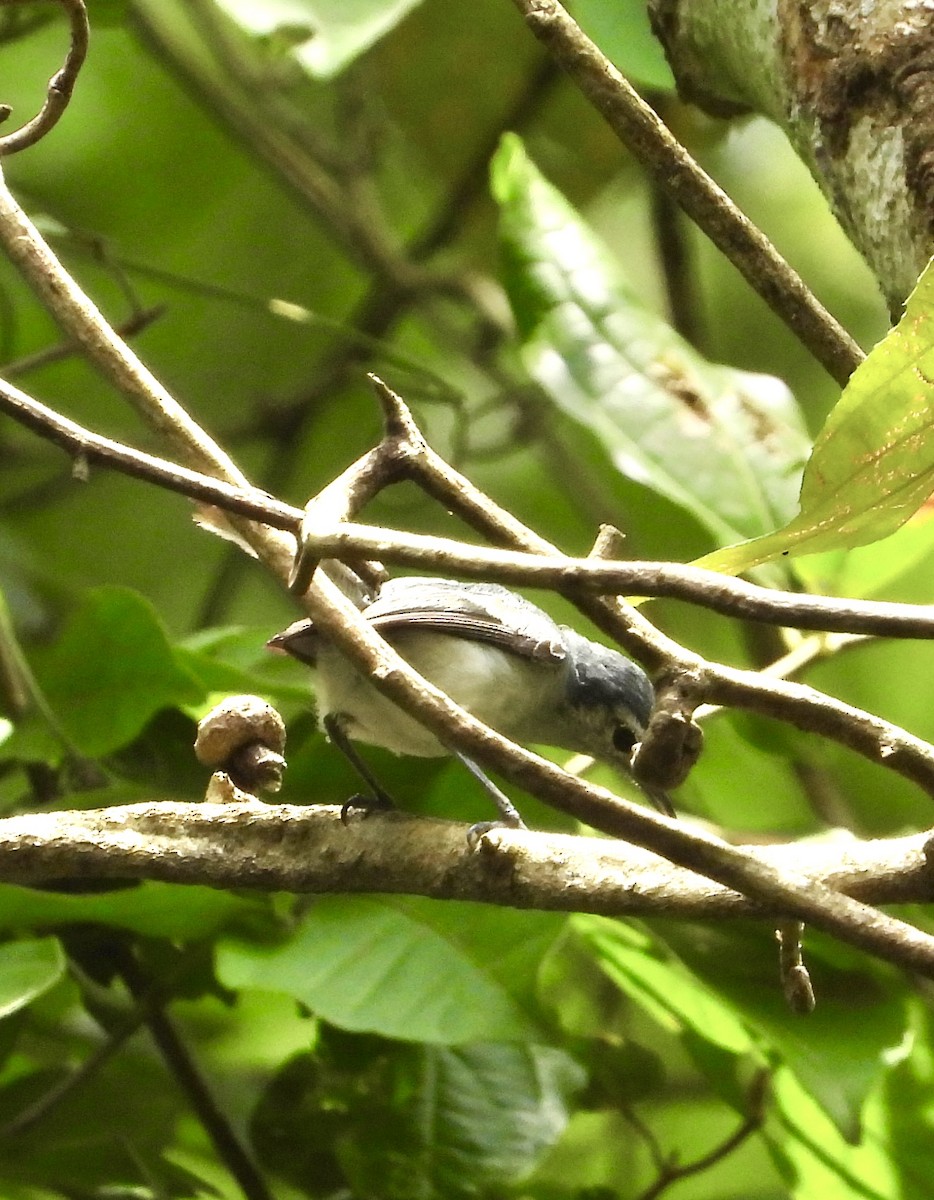 White-browed Gnatcatcher - ML639522842