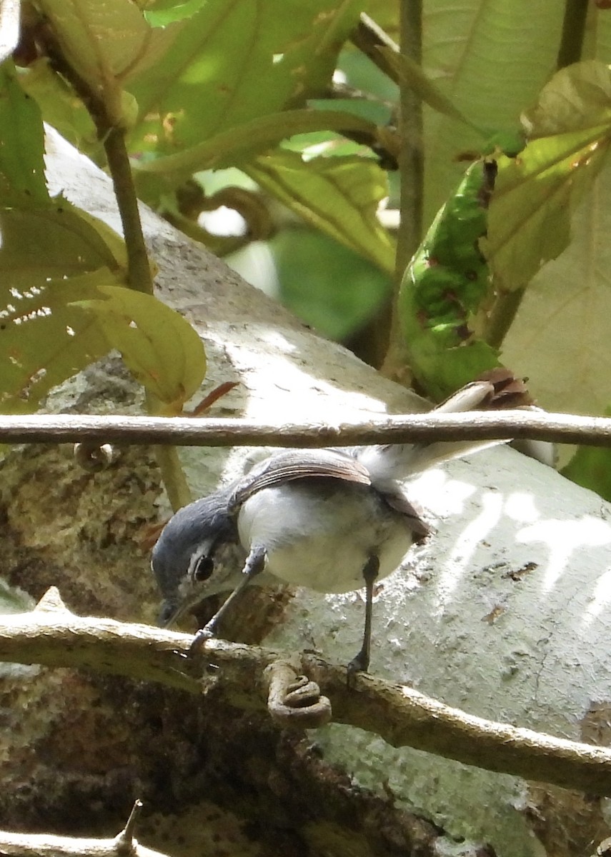White-browed Gnatcatcher - ML639522843