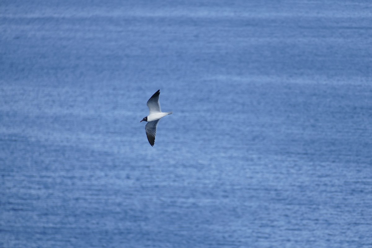 Laughing Gull - ML639523101