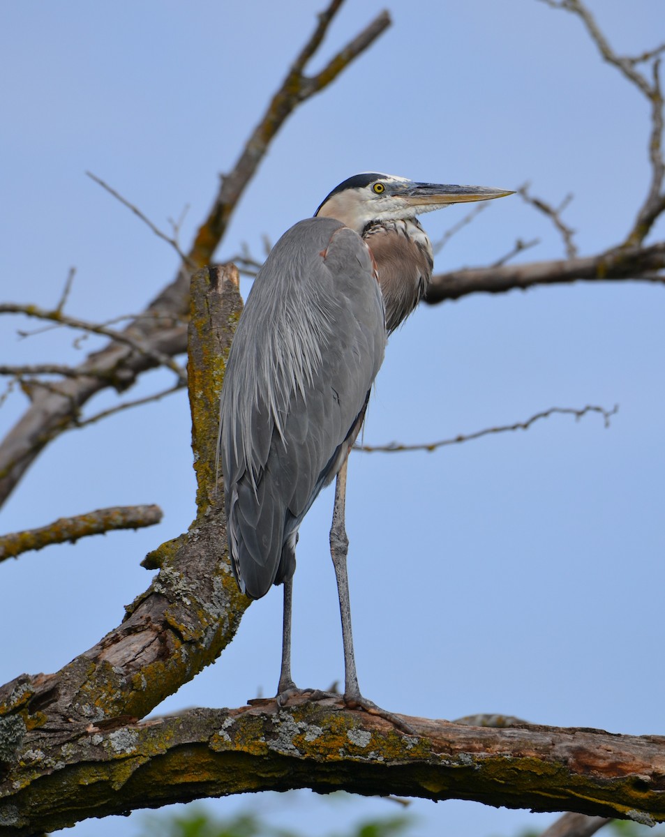 Great Blue Heron - ML639523125