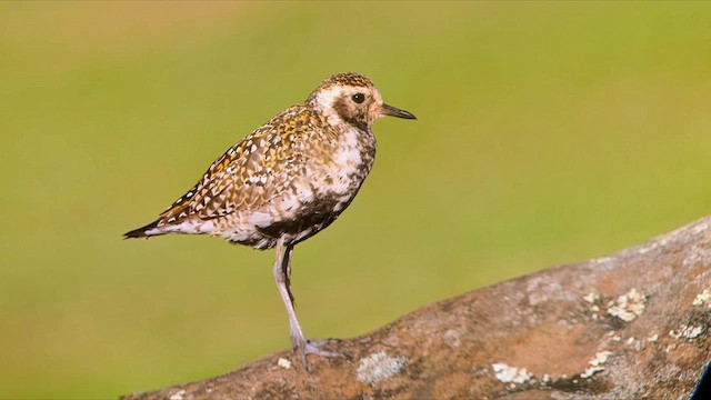 Pacific Golden-Plover - ML639523129