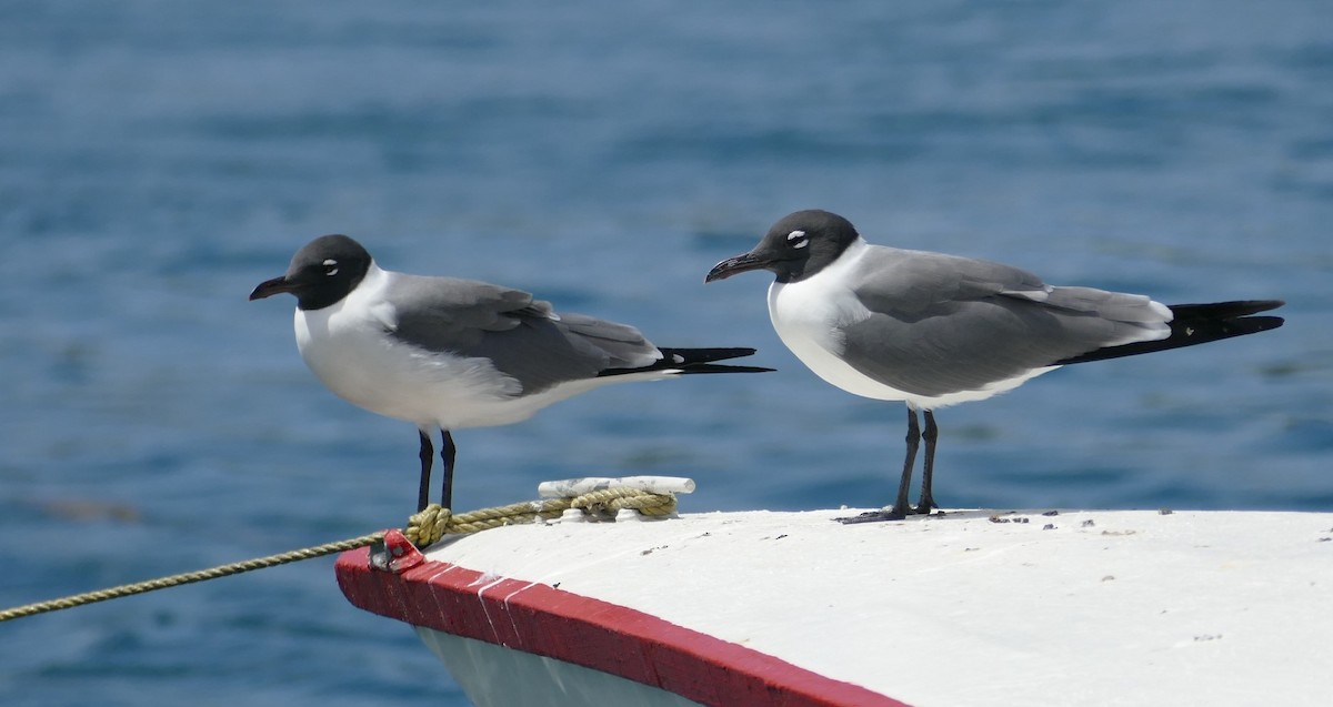 Laughing Gull - ML639523142