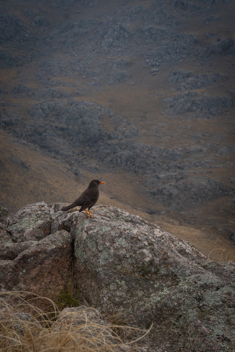 Chiguanco Thrush - ML639523215