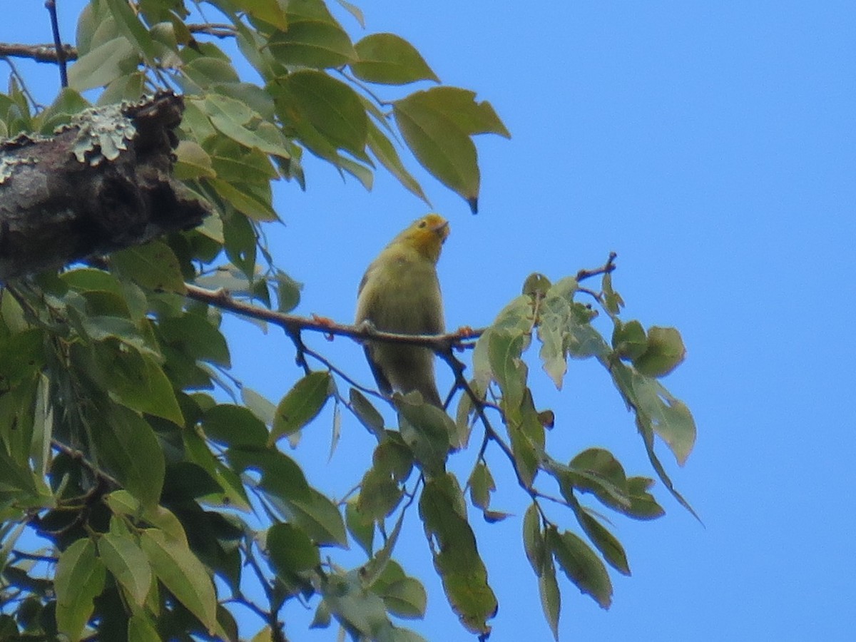 Orange-fronted Plushcrown - ML639523242