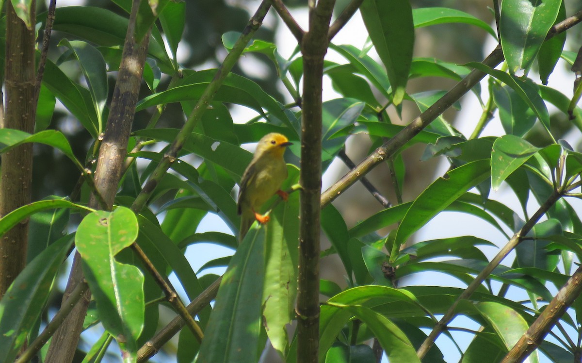 Orange-fronted Plushcrown - ML639523343