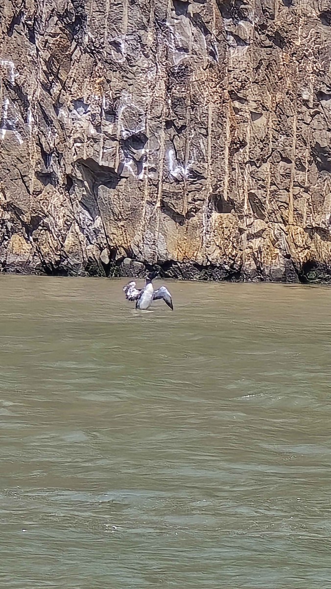 Common Loon - ML639523362