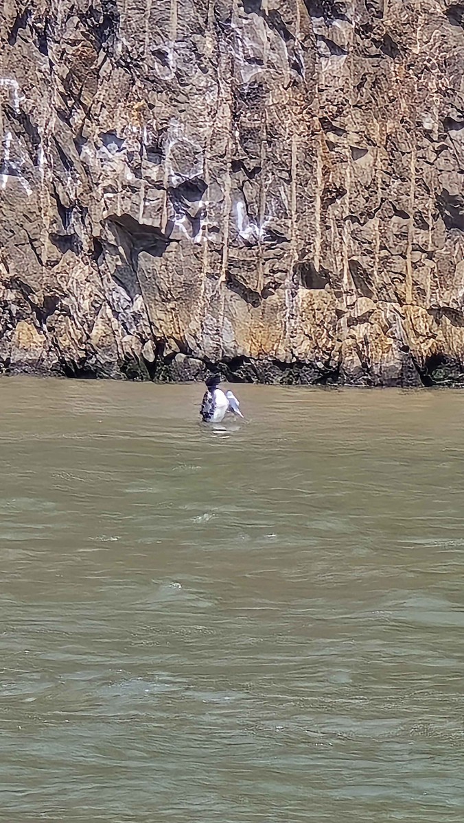 Common Loon - ML639523365