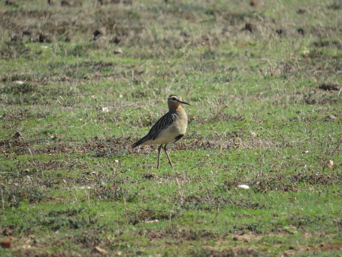 Tawny-throated Dotterel - ML639523412