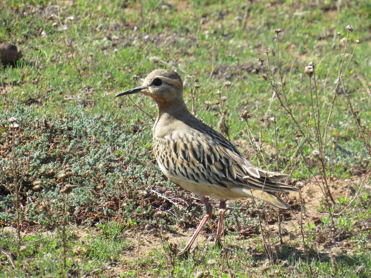 Tawny-throated Dotterel - ML639523413