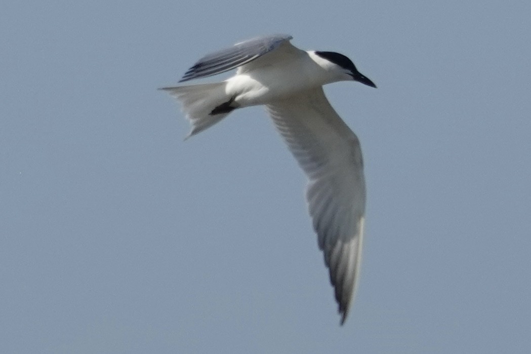 Gull-billed Tern - ML639523422