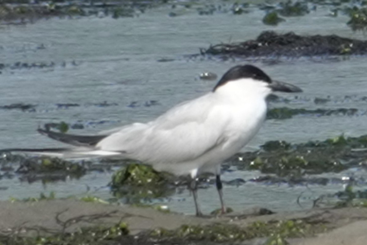 Gull-billed Tern - ML639523423
