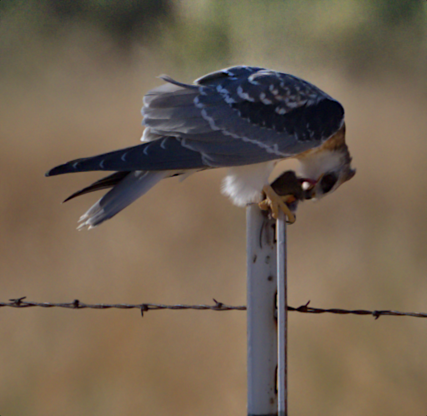 White-tailed Kite - ML639523500