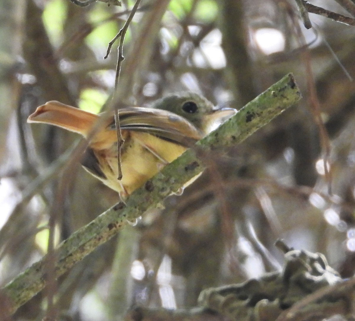 Ruddy-tailed Flycatcher - ML639523503