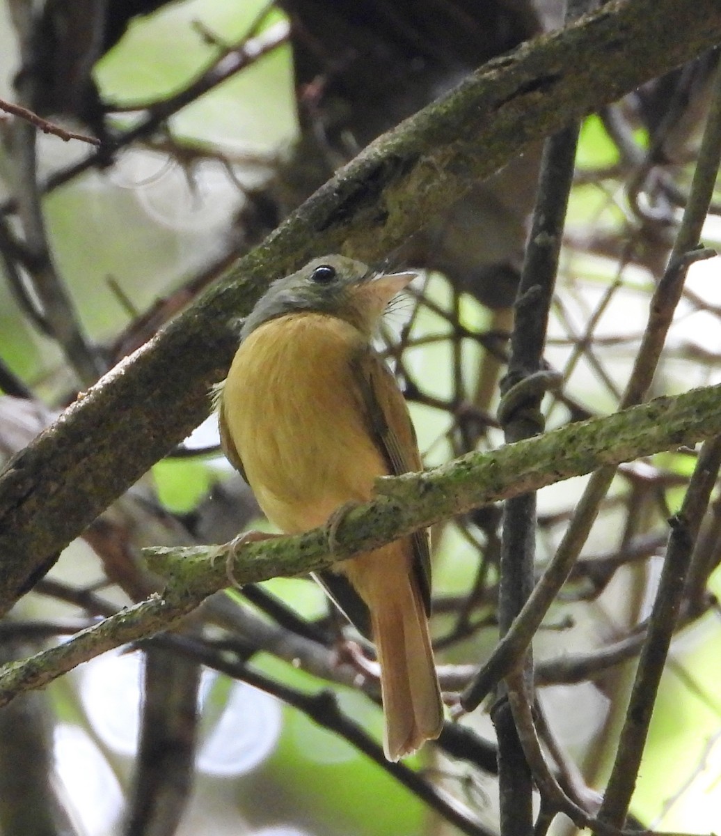 Ruddy-tailed Flycatcher - ML639523504