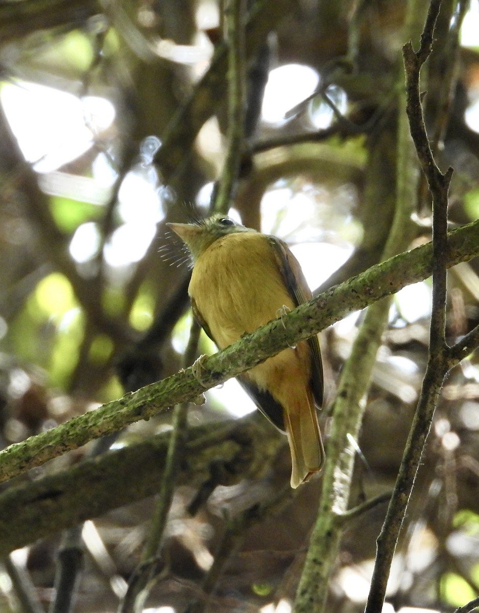 Ruddy-tailed Flycatcher - ML639523506