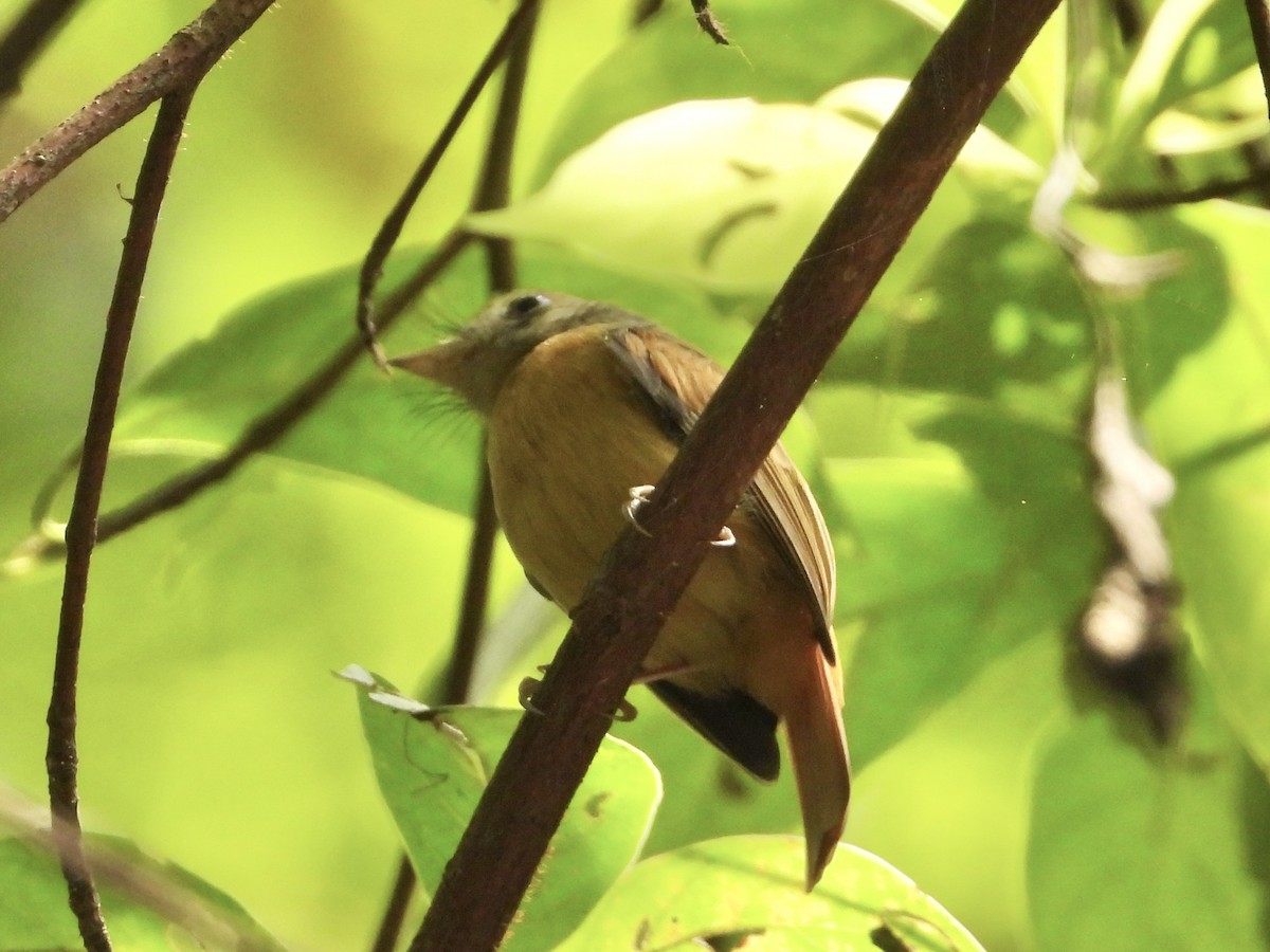 Ruddy-tailed Flycatcher - ML639523508