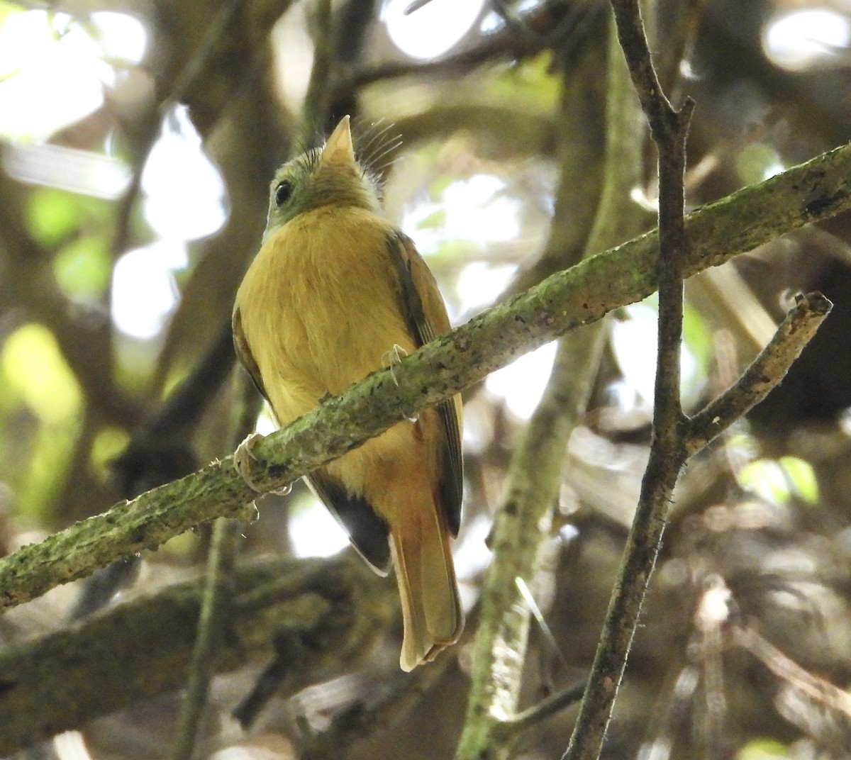 Ruddy-tailed Flycatcher - ML639523509