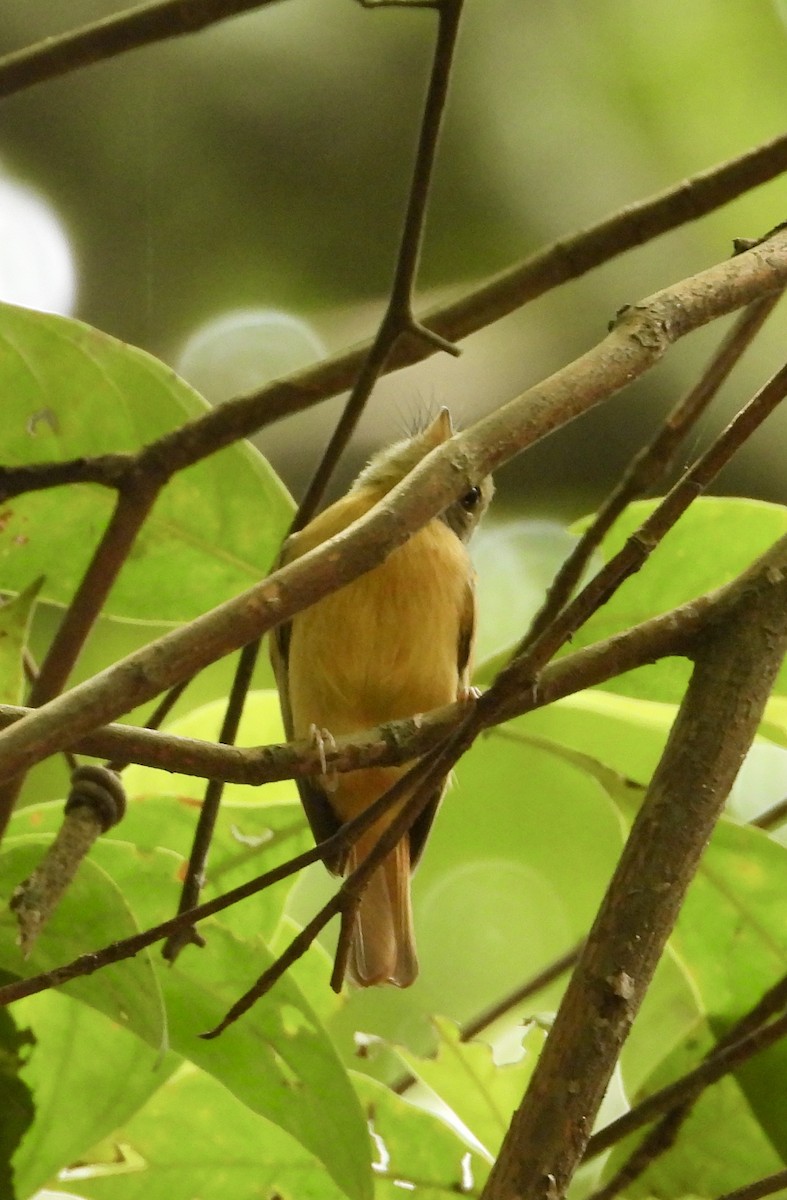 Ruddy-tailed Flycatcher - ML639523510