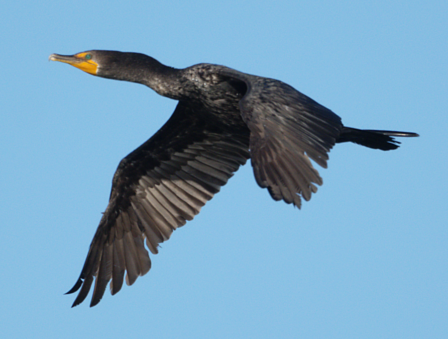Double-crested Cormorant - ML639523516