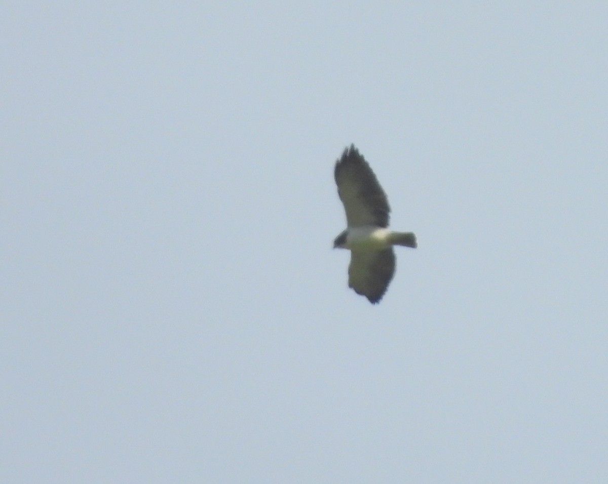Short-tailed Hawk - ML639523567