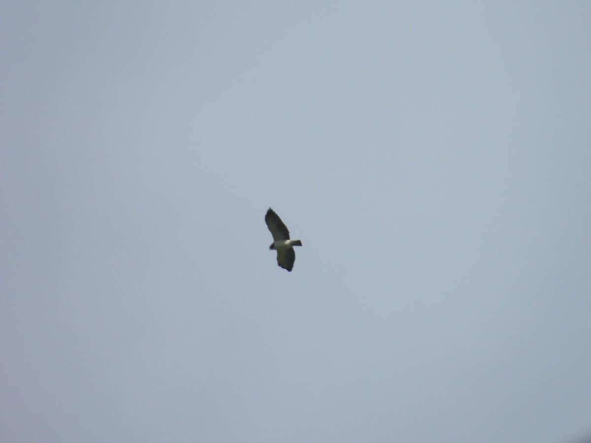 Short-tailed Hawk - ML639523568