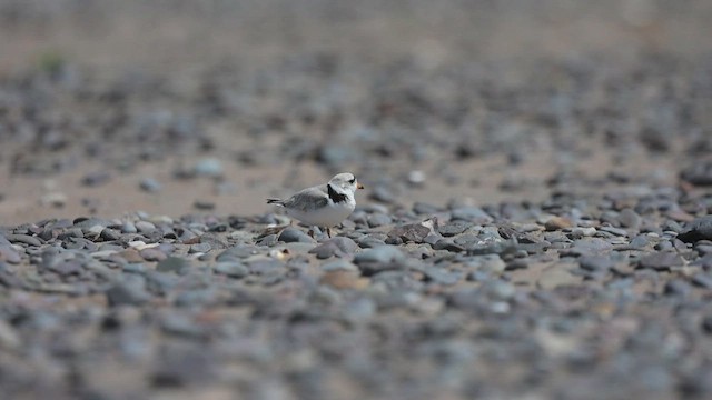 Piping Plover - ML639523705
