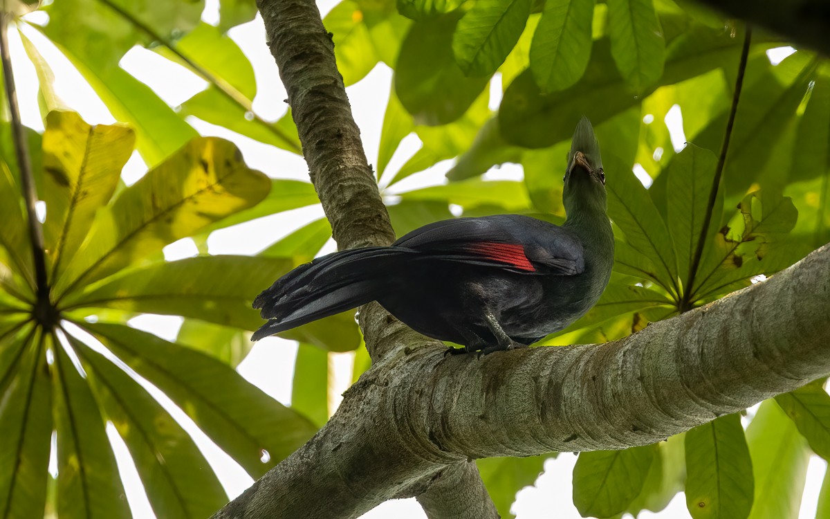 Yellow-billed Turaco (Yellow-billed) - ML639523854