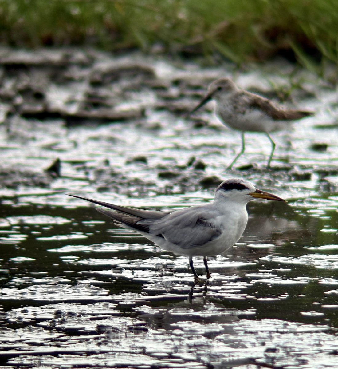 Yellow-billed Tern - ML639523867