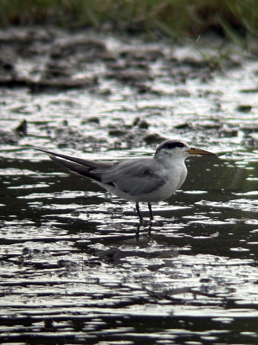 Yellow-billed Tern - ML639523868