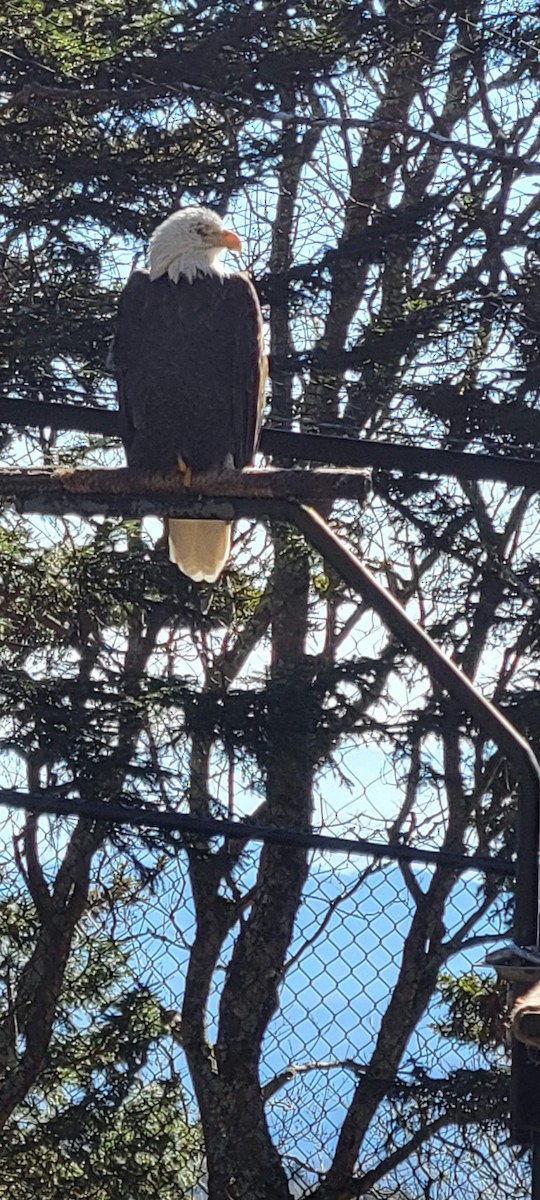 Bald Eagle - ML639523911