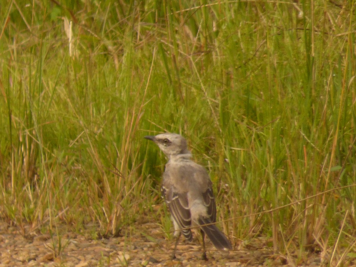 Tropical Mockingbird - ML639523966