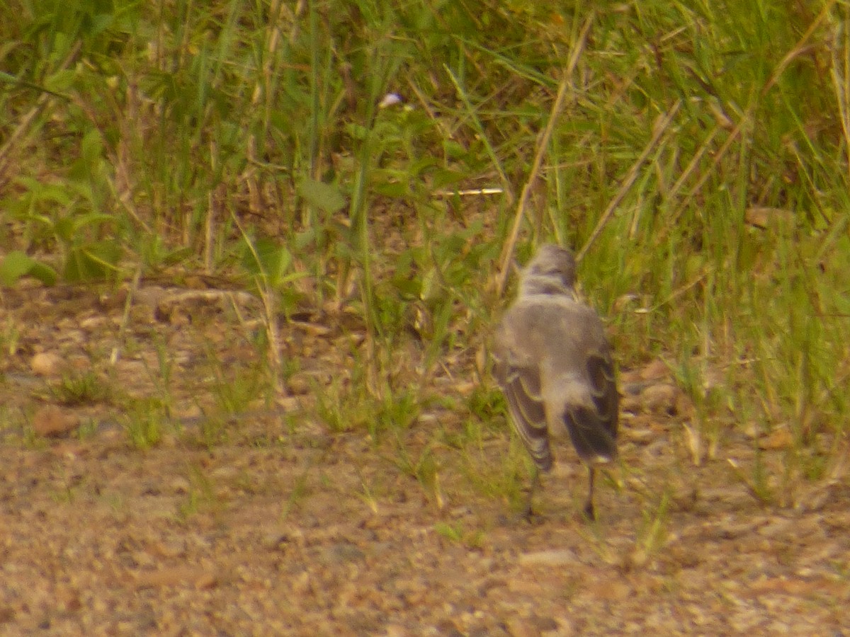 Tropical Mockingbird - ML639523967