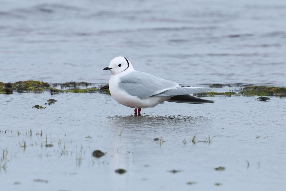 Ross's Gull - ML639523979