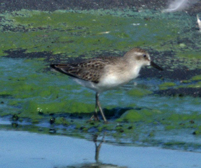Semipalmated Sandpiper - ML639524039
