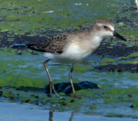 Semipalmated Sandpiper - ML639524040