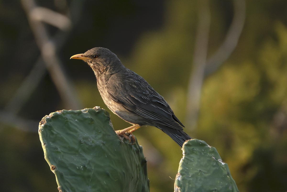 Yemen Thrush - ML639524191