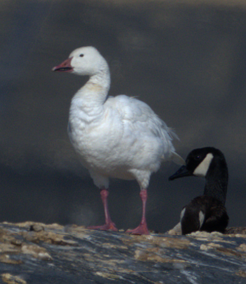Snow Goose - ML639524197