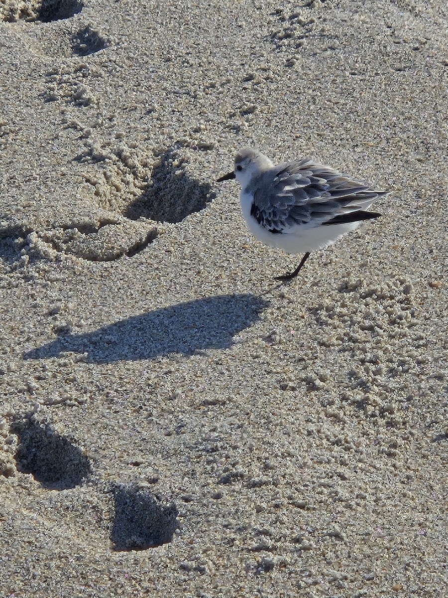 三趾濱鷸 - ML639524222