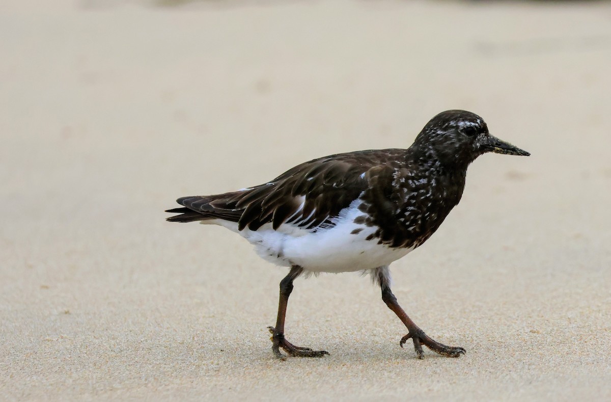 Black Turnstone - ML639524389