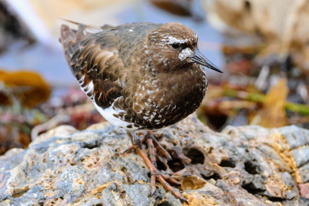 Black Turnstone - ML639524391