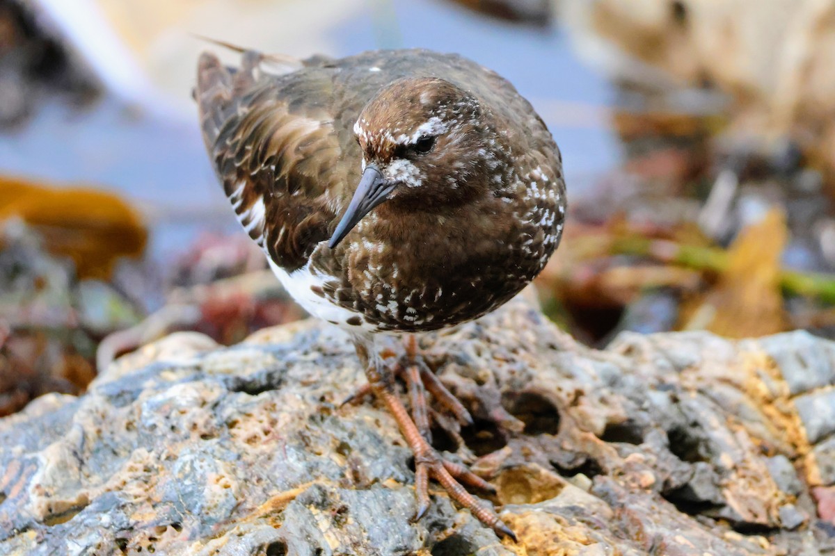 Black Turnstone - ML639524392