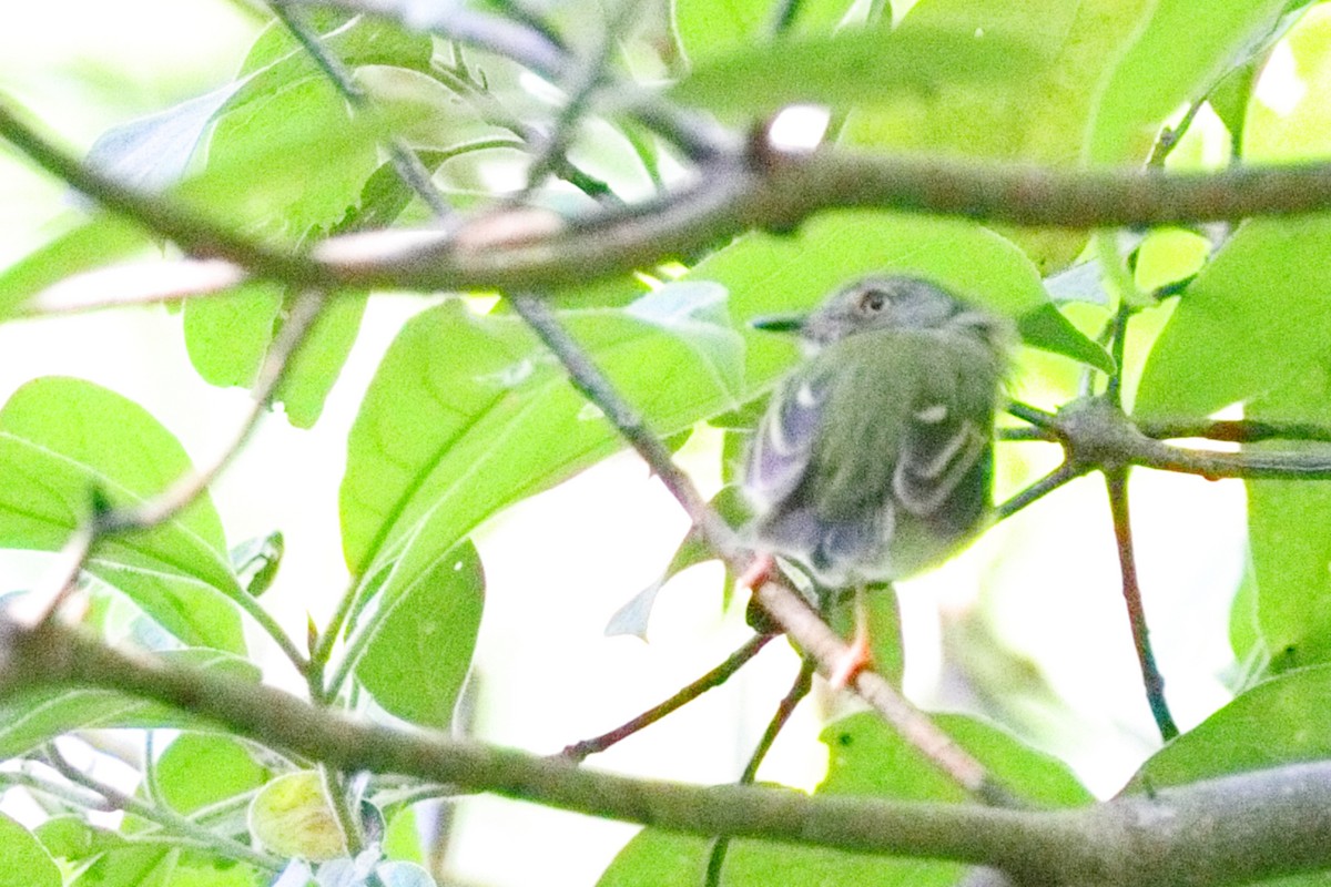 Southern Bentbill - ML639524411