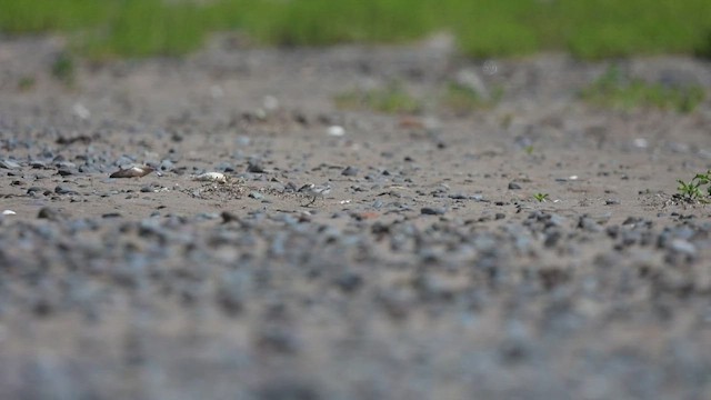 Piping Plover - ML639524553