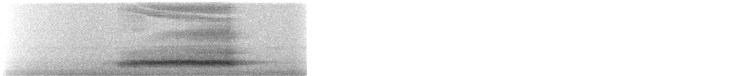 Western Barn Owl - ML639524557