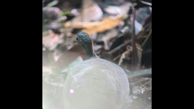 Great Tinamou - ML639524560